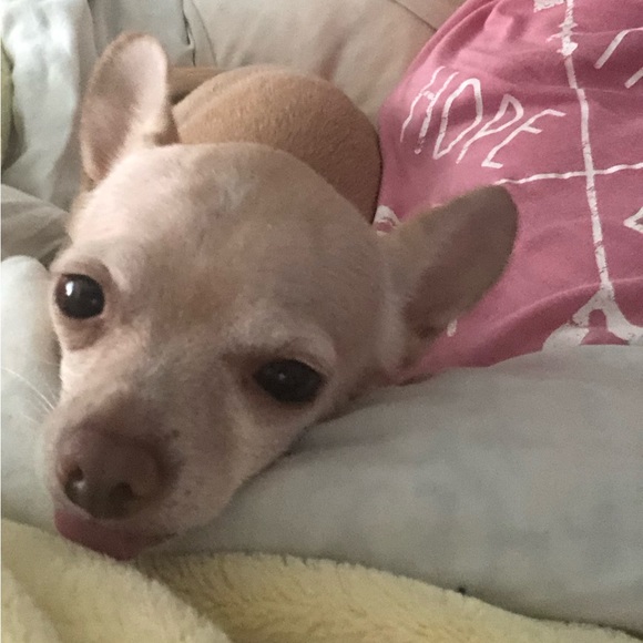 Meet your Posher, Jana & Pearl 🦋🐾💕 - Picture 6 of 7